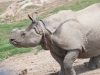 20090502 SanDiegoWildlifePark29.jpg